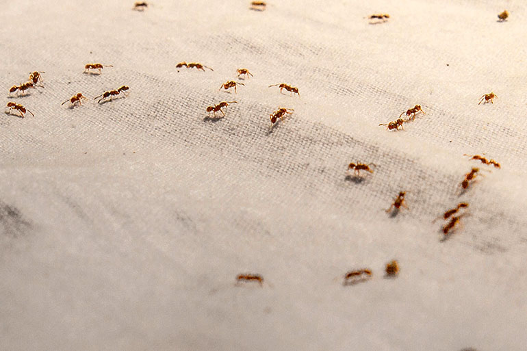 ants infestation photo