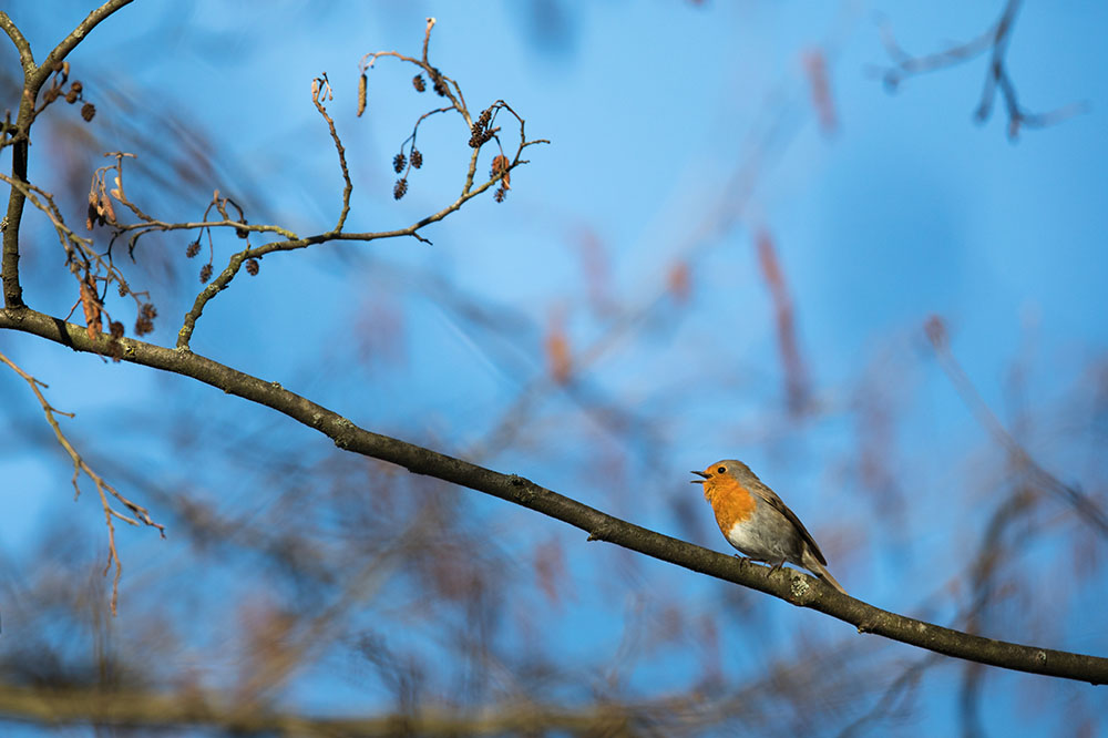 How a small red bird quietly improves a garden (and how to invite it in)