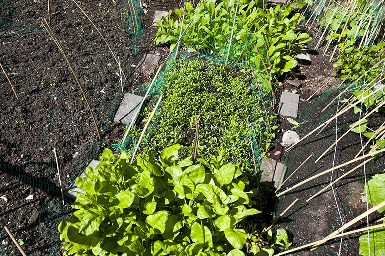 Garden bed with vegetables growing