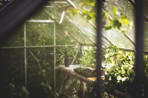 How to build a greenhouse on a budget