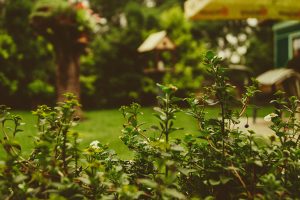 Tips for making your garden more private this summer