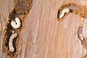 How to get rid of woodworms